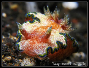 Girdled Glossodoris (Glossodoris cincta) - Tulamben, Bali... by Marco Waagmeester 